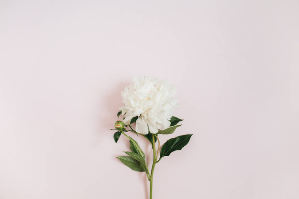 Fleur pivoine blanche - Photo, image