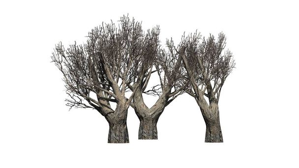 Afrikanische Olivenbäume im Winter - isoliert auf weißem Hintergrund - Foto, Bild