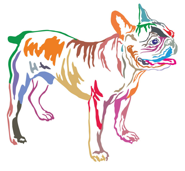 Colorful decorative standing portrait of French Bulldog vector i - Vector, Image