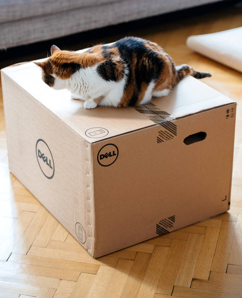 Macska vizsgálatával új Dell számítógépes munkaállomás - Fotó, kép