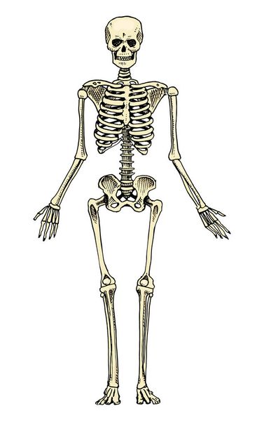 Біологія людини, анатомічна ілюстрація. гравірована рука намальована в старовинному ескізі і вінтажному стилі. силует скелета. Кістки тіла
. - Вектор, зображення