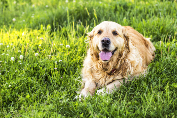 alter Golden Retriever Hund - Foto, Bild
