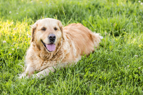 viejo perro golden retriever
 - Foto, imagen