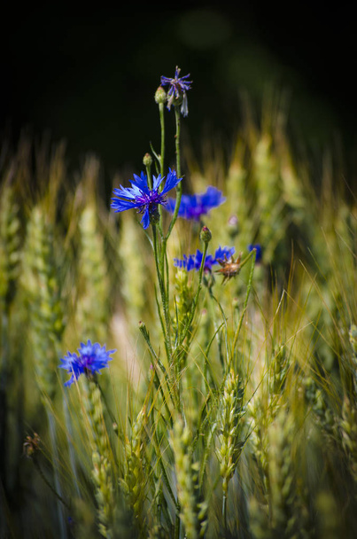 Fiore blu fiordaliso
 - Foto, immagini