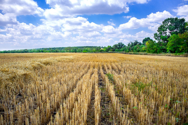 Grande campo amarelo após a colheita. Cortou campos de trigo sob céu azul bonito e nuvens no verão dia ensolarado. Linhas convergentes em um campo de trigo palha
 - Foto, Imagem