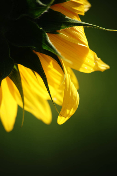 Słonecznik w podświetleniu - Zdjęcie, obraz