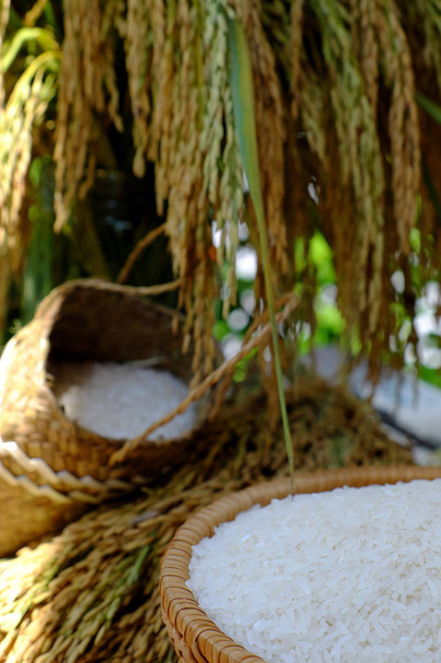 ひと束稲と水田の穀物 - 写真・画像