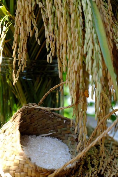 gavilla de arroz y arroz
 - Foto, imagen
