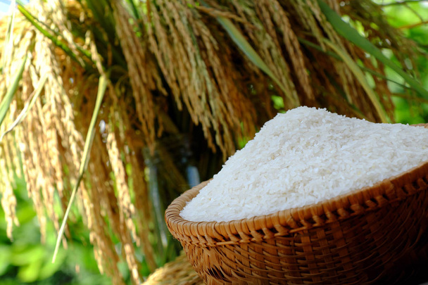 gavilla de arroz y arroz
 - Foto, imagen