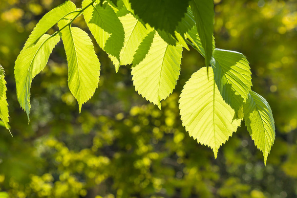 friss mogyoró fa levelei kertben - Fotó, kép