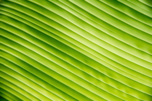 green banana leaf texture for background - Photo, image