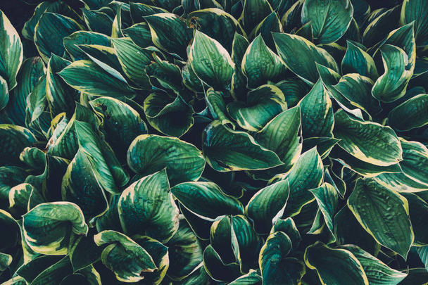 Vihreät hosta lehdet
 - Valokuva, kuva
