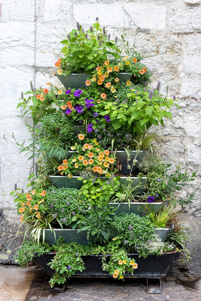 Ornamental plants on a wall display outdoors - Photo, Image
