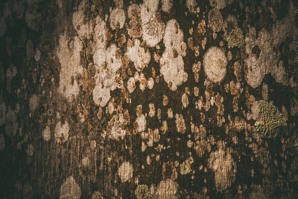 Surface fungus on wood abstract patterns - Φωτογραφία, εικόνα