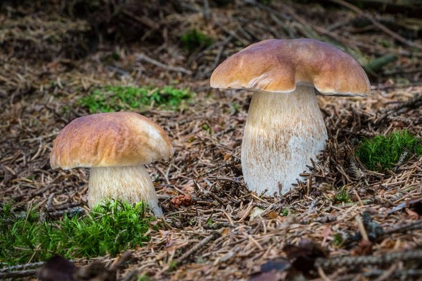 Detail shot of beautiful pair of edible boletus edulis mushroom - Photo, Image