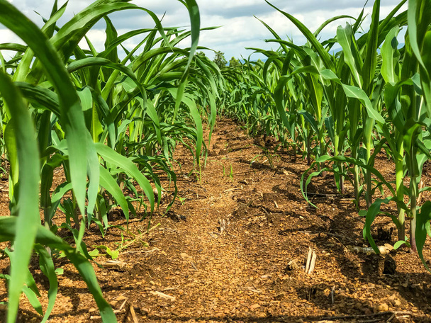 зелений кукурудзяне поле
 - Фото, зображення