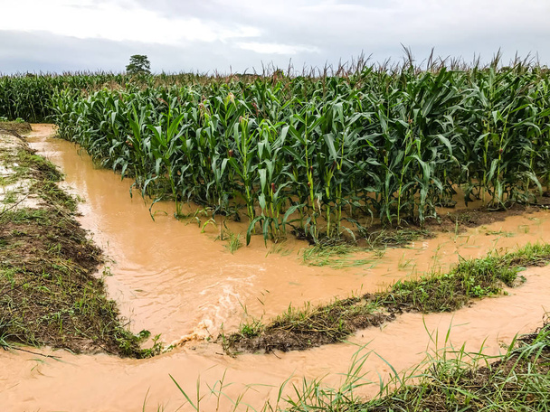 plants de maïs sur un champ inondé dommages après de fortes pluies
 - Photo, image