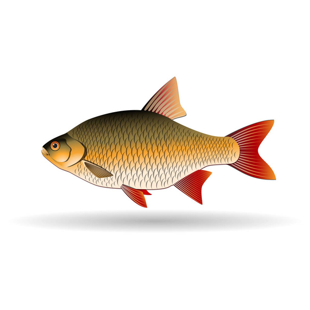 Rudd. Freshwater fish of the carp family. Realistic illustration. Vector Image. - Wektor, obraz