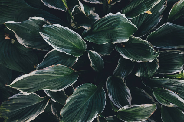 Green Hosta Leaves - Valokuva, kuva