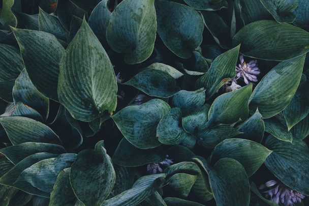 groene hosta bladeren - Foto, afbeelding