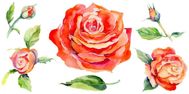 Wildflower rose flower in a watercolor style isolated. - Fotografie, Obrázek