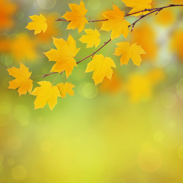 背景が黄色の葉秋のメープルの枝 - 写真・画像