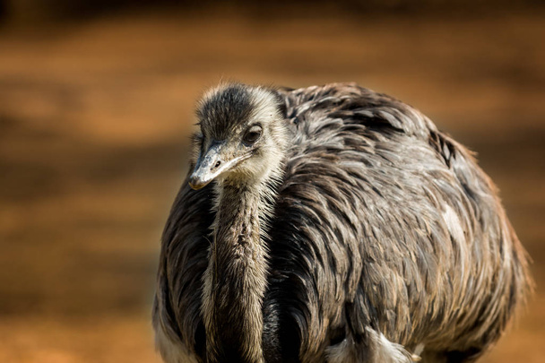 Brun emu photographie
 - Photo, image