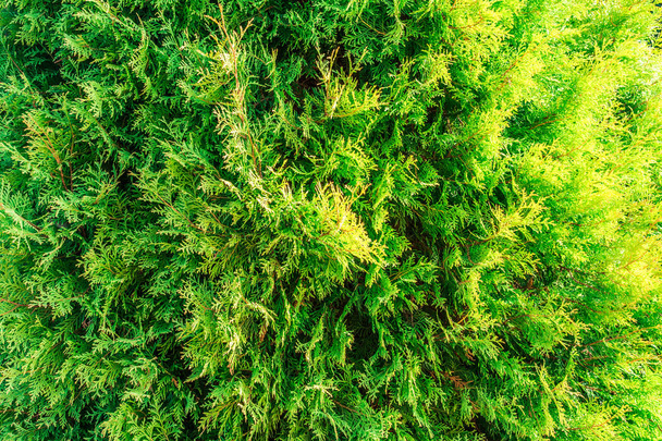 Thuja texture. Green thuja tree branches and leaves as natural background. - Valokuva, kuva