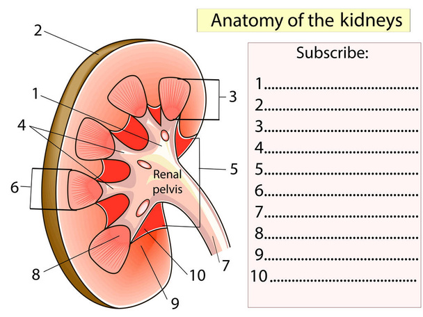 Anatomia. Sottoscrivi Sezione Rene Mostrando le parti principali
 - Vettoriali, immagini