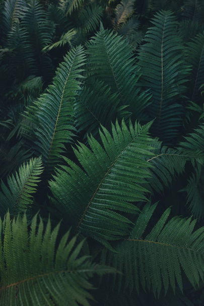 Svěží zeleň tmavá - Fotografie, Obrázek