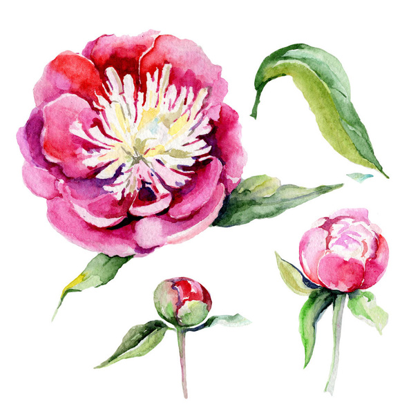 Wildflower peony flower in a watercolor style isolated. - Foto, imagen