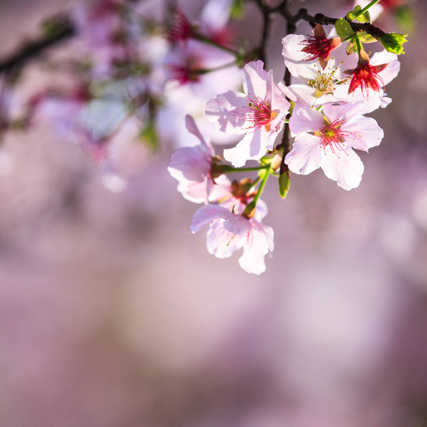 beautiful realistic sakura japan cherry branch with blooming flo - Фото, зображення