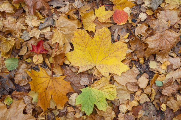 Gevallen bladeren op de grond in het park. Herfst achtergrond - Foto, afbeelding