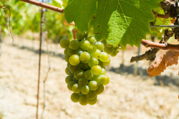 Uvas de vino blanco que rasgan en los viñedos del sur de Francia, Provenza
, - Foto, Imagen