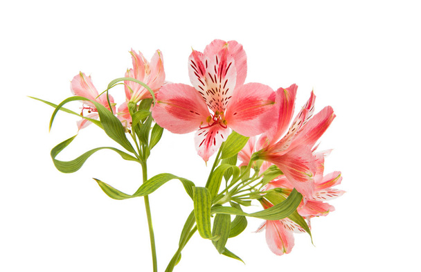 Розовый альстромерия летний цветок
 - Фото, изображение