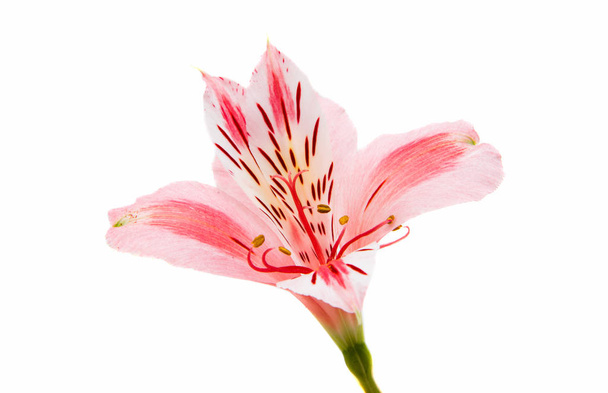 Pembe alstroemeria yaz çiçek - Fotoğraf, Görsel