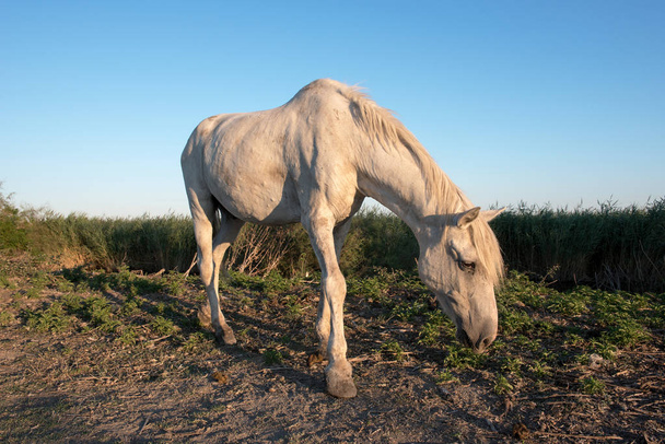 Wild Camargue Horse grazing against blue sky - Photo, Image