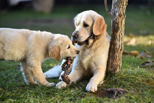 Dois cães golden retriever jogando na grama
 - Foto, Imagem