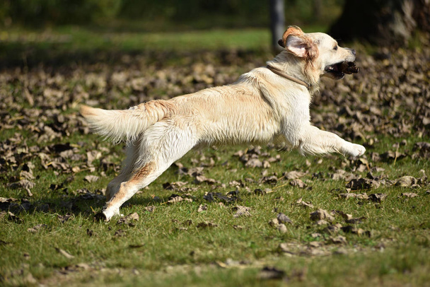Golden retriever σκύλου παίζουν σε χόρτο - Φωτογραφία, εικόνα
