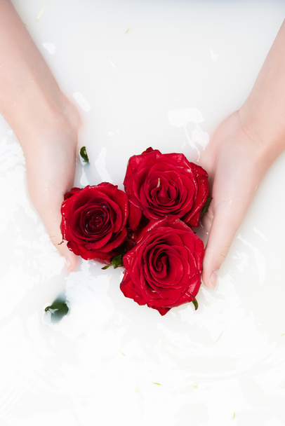 red roses - Foto, Bild