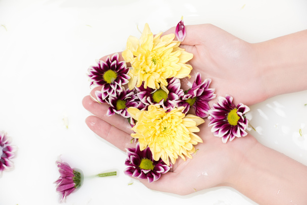 Chrysant bloemen - Foto, afbeelding