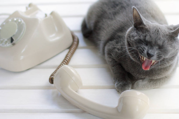 phone talking cat - Fotoğraf, Görsel