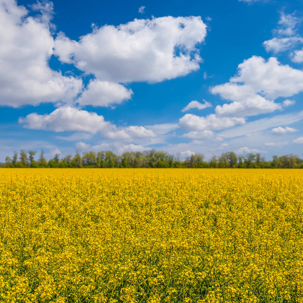 yellow rape field under a blue sky - Foto, imagen