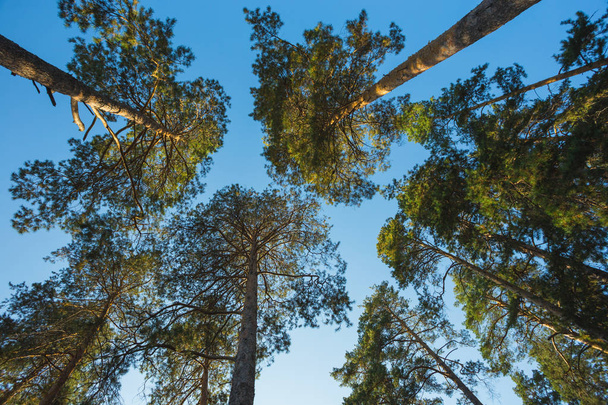 The walk in the autumn pine forest - Fotoğraf, Görsel