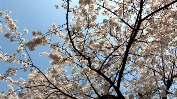 beautiful tree branches with cherry blossom - Footage, Video