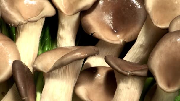 Fresh oyster mushrooms  - Footage, Video