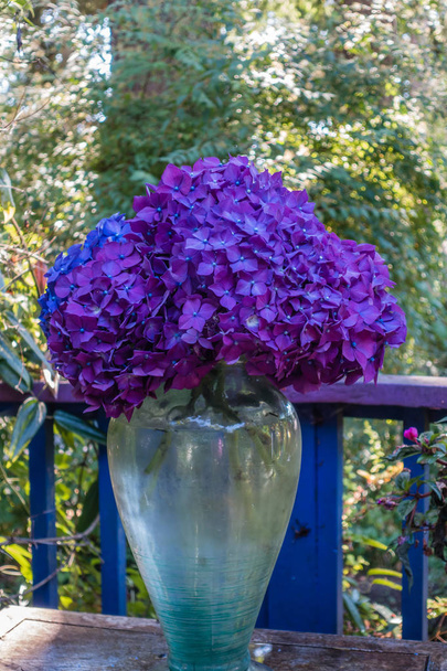 lila Hortensien in der Vase 4 - Foto, Bild
