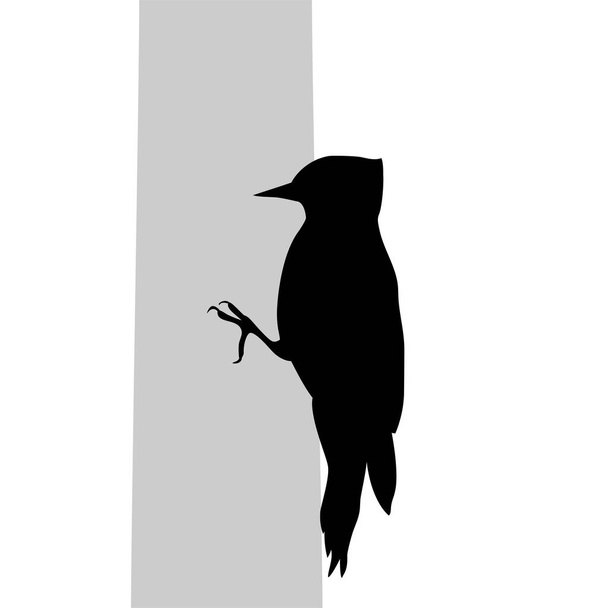 Woodpecker bird  black silhouette animal - Vector, imagen
