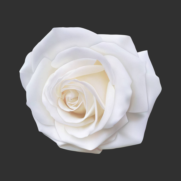 Realistic white rose, vector illustration - Vector, Image