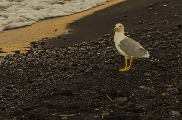 Gaviota en la orilla de una playa volcánica isla stromboli
 - Foto, Imagen
